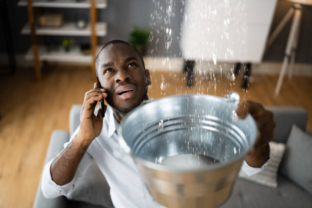 Best Mold removal after water damage  in Fuller Heights, FL