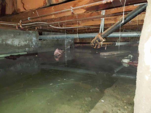 Best Water damage cleanup near me  in Fuller Heights, FL